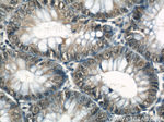 GATA5 Antibody in Immunohistochemistry (Paraffin) (IHC (P))