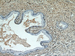 ESR2 Beta-3 Antibody in Immunohistochemistry (Paraffin) (IHC (P))