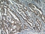 ESR2 Beta-3 Antibody in Immunohistochemistry (Paraffin) (IHC (P))