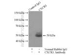 CXCR1 Antibody in Immunoprecipitation (IP)