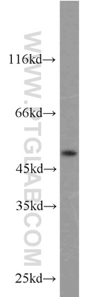 CXCR1 Antibody in Western Blot (WB)