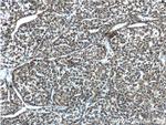 CYP2C19 Antibody in Immunohistochemistry (Paraffin) (IHC (P))