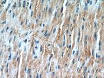 TRIM63 Antibody in Immunohistochemistry (Paraffin) (IHC (P))