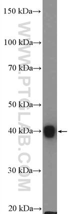 TRIM63 Antibody in Western Blot (WB)