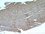 TRIM63 Antibody in Immunohistochemistry (Paraffin) (IHC (P))