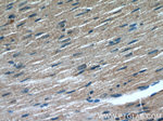 TRIM63 Antibody in Immunohistochemistry (Paraffin) (IHC (P))