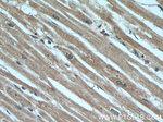 TRIM63 Antibody in Immunohistochemistry (Paraffin) (IHC (P))