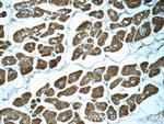 Myosin Light Chain 2 Antibody in Immunohistochemistry (Paraffin) (IHC (P))