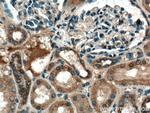 RAB7A Antibody in Immunohistochemistry (Paraffin) (IHC (P))