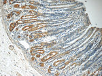 RAB7A Antibody in Immunohistochemistry (Paraffin) (IHC (P))