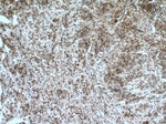 ESR2 Beta-6 Antibody in Immunohistochemistry (Paraffin) (IHC (P))