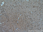 VGLUT1 Antibody in Immunohistochemistry (Paraffin) (IHC (P))