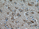 VGLUT1 Antibody in Immunohistochemistry (Paraffin) (IHC (P))