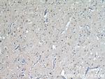 VGLUT1 Antibody in Immunohistochemistry (Paraffin) (IHC (P))