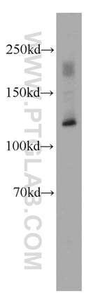 MAML1 Antibody in Western Blot (WB)