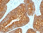 MAML3 (Mastermind Like Transcriptional Coactivator 3) Antibody in Immunohistochemistry (Paraffin) (IHC (P))