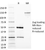 MAML3 (Mastermind Like Transcriptional Coactivator 3) Antibody in SDS-PAGE (SDS-PAGE)