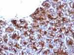 MAML3 (Mastermind Like Transcriptional Coactivator 3) Antibody in Immunohistochemistry (Paraffin) (IHC (P))