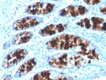 Intelectin 1/Omentin Antibody in Immunohistochemistry (Paraffin) (IHC (P))