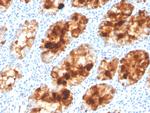 Intelectin 1/Omentin Antibody in Immunohistochemistry (Paraffin) (IHC (P))