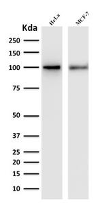 ENAH/MENA (Actin Regulator) Antibody in Western Blot (WB)