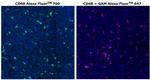 CD68 Antibody in Immunohistochemistry (Paraffin) (IHC (P))