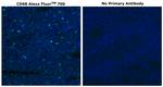 CD68 Antibody in Immunohistochemistry (Paraffin) (IHC (P))