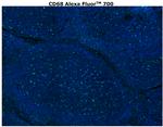 CD68 Antibody in Immunohistochemistry (Paraffin) (IHC (P))