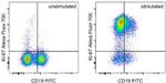 Ki-67 Antibody in Flow Cytometry (Flow)