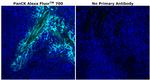 Pan Cytokeratin Antibody in Immunohistochemistry (Paraffin) (IHC (P))