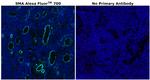 Alpha-Smooth Muscle Actin Antibody in Immunohistochemistry (Paraffin) (IHC (P))