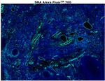 Alpha-Smooth Muscle Actin Antibody in Immunohistochemistry (Paraffin) (IHC (P))