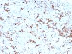 Prolactin Antibody in Immunohistochemistry (Paraffin) (IHC (P))