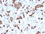 Prolactin Antibody in Immunohistochemistry (Paraffin) (IHC (P))