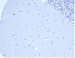 Prolactin (Pituitary Tumor Marker) Antibody in Immunohistochemistry (Paraffin) (IHC (P))