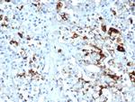 Prolactin (Pituitary Tumor Marker) Antibody in Immunohistochemistry (Paraffin) (IHC (P))