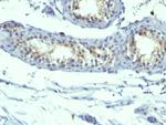 Prolactin Receptor (hPRL Receptor) Antibody in Immunohistochemistry (Paraffin) (IHC (P))