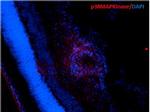 p38 alpha MAP Kinase Antibody in Immunohistochemistry (PFA fixed) (IHC (PFA))