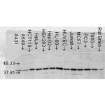 p38 alpha MAP Kinase Antibody in Western Blot (WB)