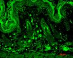 PSD95 Antibody in Immunohistochemistry (Paraffin) (IHC (P))