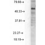 Delta GABA-A Receptor Antibody in Western Blot (WB)