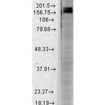 Shank2 Antibody in Western Blot (WB)