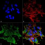 pan-Shank Antibody in Immunocytochemistry (ICC/IF)