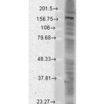 pan-Shank Antibody in Western Blot (WB)