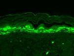 Shank1 Antibody in Immunohistochemistry (Paraffin) (IHC (P))