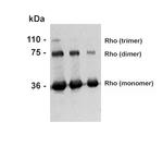 Rhodopsin Antibody in Western Blot (WB)