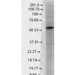 Beta 3 GABA-A Receptor Antibody in Western Blot (WB)