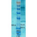 Acetylated Lysine Antibody in Western Blot (WB)