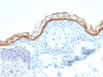 KLK7 (Kallikrein Related Peptidase 7) Antibody in Immunohistochemistry (Paraffin) (IHC (P))