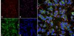 VGlut1 Transporter Antibody in Immunocytochemistry (ICC/IF)